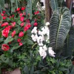 In der Orchideenfarm