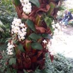 Blüten in der Orchideenfarm